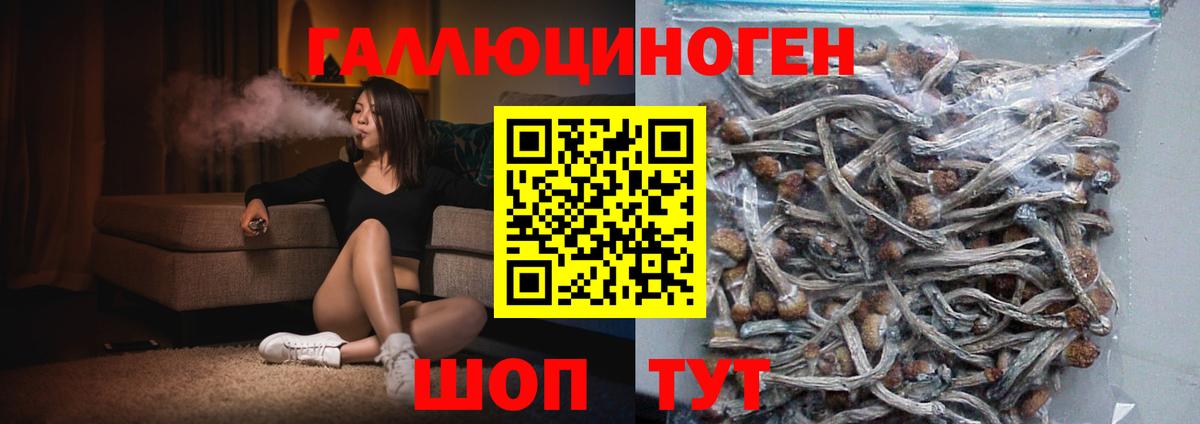 Псилоцибиновые грибы GOLDEN TEACHER Грязи